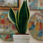 Snake Plant